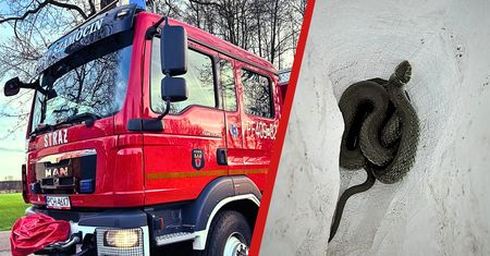 Wąż w domu! Groźny intruz pod parapetem