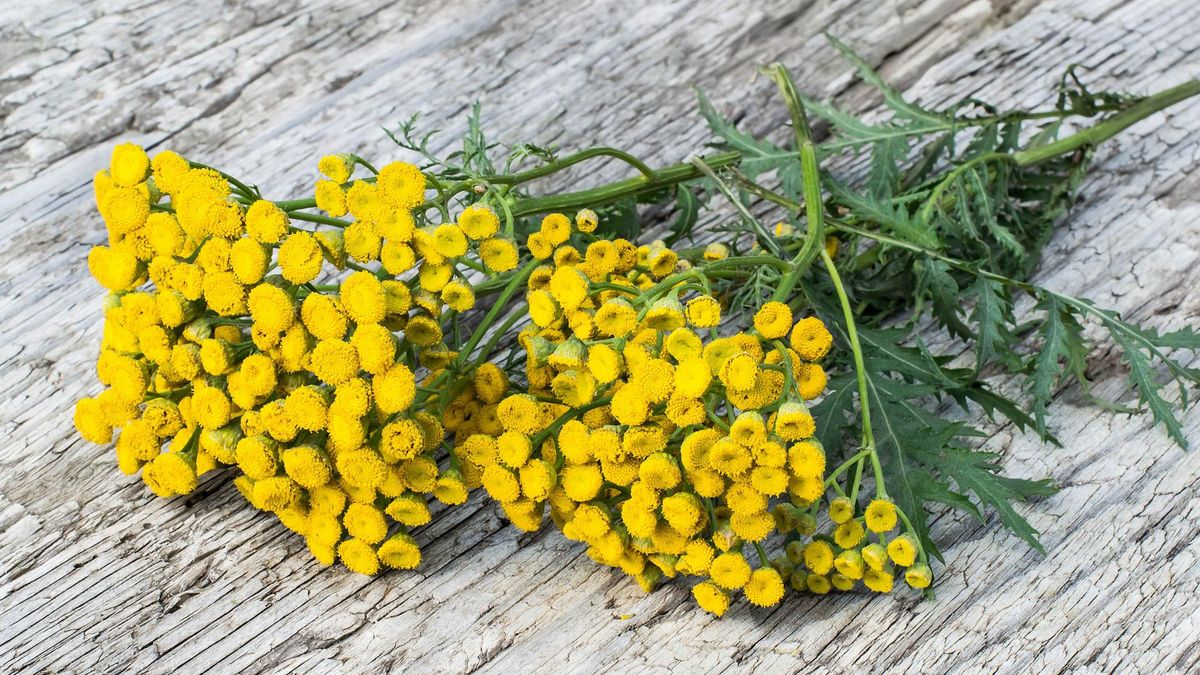 Wrotycz pospolity [123rf.com]