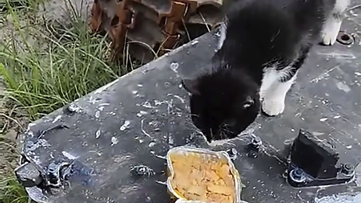 Kot wzgardził rosyjską racją żywnościową