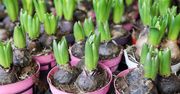 Kiedy sadzić hiacynty? Wiele osób popełnia ten błąd