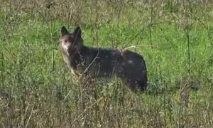 "Zwiadowca" z lasów Baligrodu. Uchwycili go na nagraniu