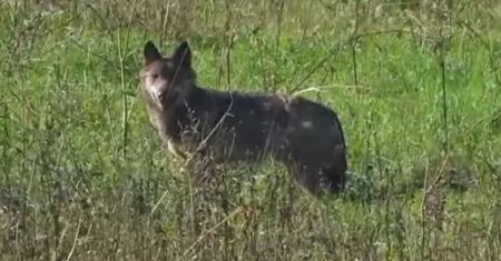 "Zwiadowca" z lasów Baligrodu. Uchwycili go na nagraniu