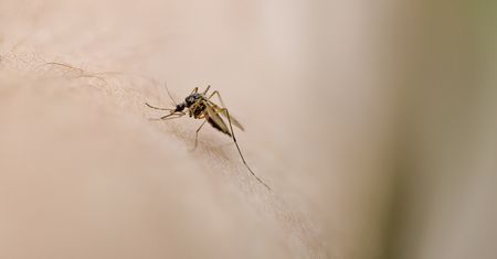 Plaga komarów w Polsce? Ekspert wyjaśnia. "Będziemy mieli problemy"