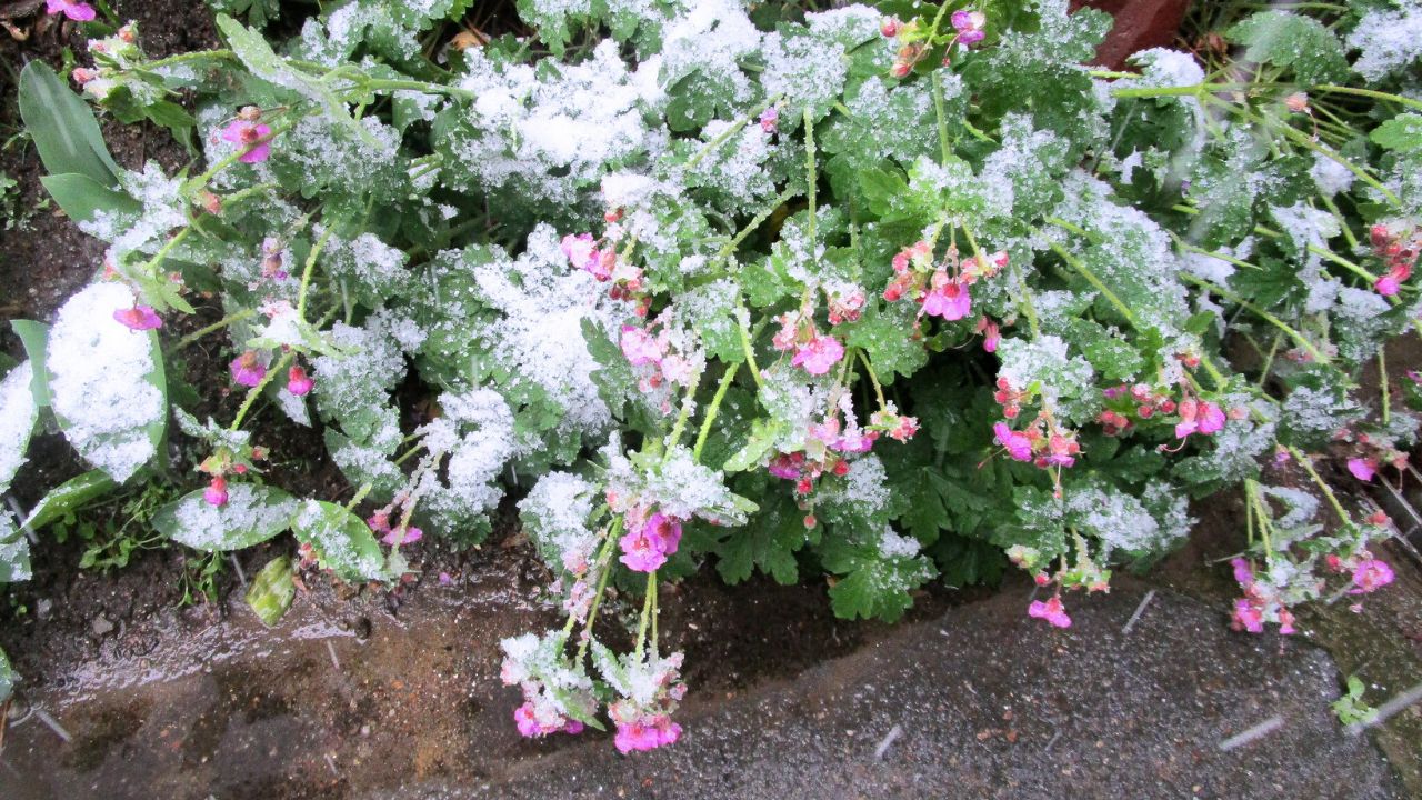 Zmarznięte pelargonie przykryte śniegiem