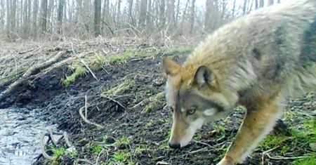 "Jesteśmy głęboko zaniepokojeni". Ważny apel ws. wilków