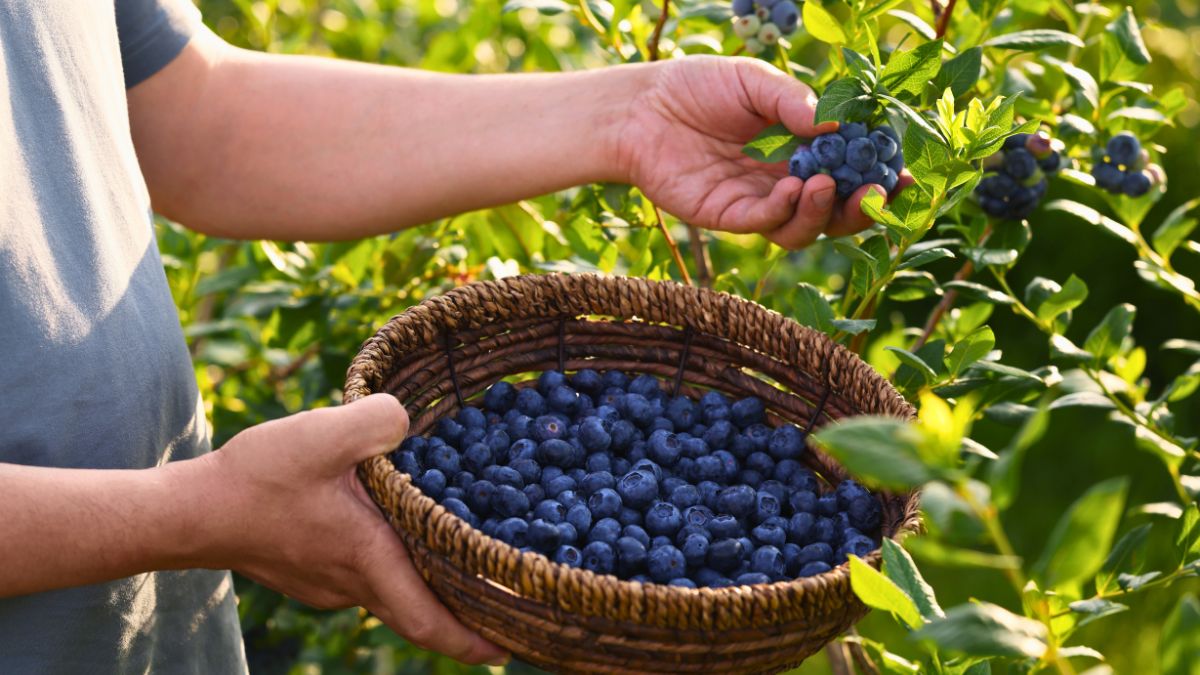 To najlepszy nawóz do borówki amerykańskiej 