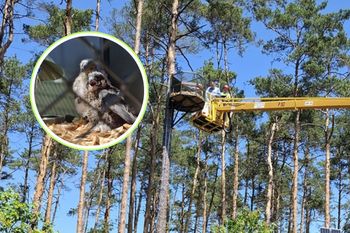 Leśnicy nie kryją radości. Pojawiły się pierwszy raz. "Wzlecą w przestworza"