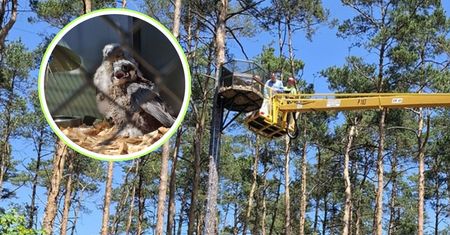 Leśnicy nie kryją radości. Pojawiły się pierwszy raz. "Wzlecą w przestworza"