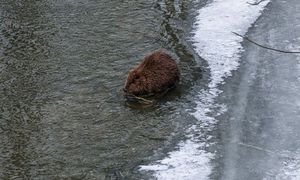 Zobaczyli go w rzece. Leśnicy przystanęli. "Nie pozował, nie uciekał"