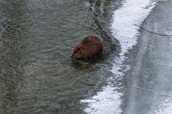 Zobaczyli go w rzece. Leśnicy przystanęli. "Nie pozował, nie uciekał"