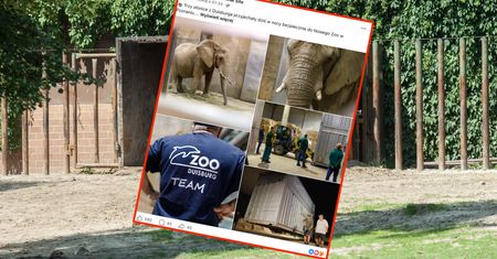 Nowe słonice w poznańskim zoo. Nie obyło się bez kontrowersji