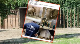 Nowe słonice w poznańskim zoo. Nie obyło się bez kontrowersji