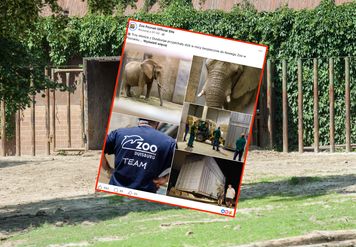 Nowe słonice w poznańskim zoo. Nie obyło się bez kontrowersji