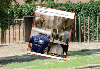 Nowe słonice w poznańskim zoo. Nie obyło się bez kontrowersji
