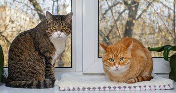 Masz kilka kotów? Badanie 462 opiekunów pokazało, co może dziać się między nimi
