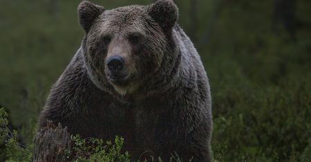Gmina wydała ostrzeżenie. Niedźwiedź wędruje przez wioski