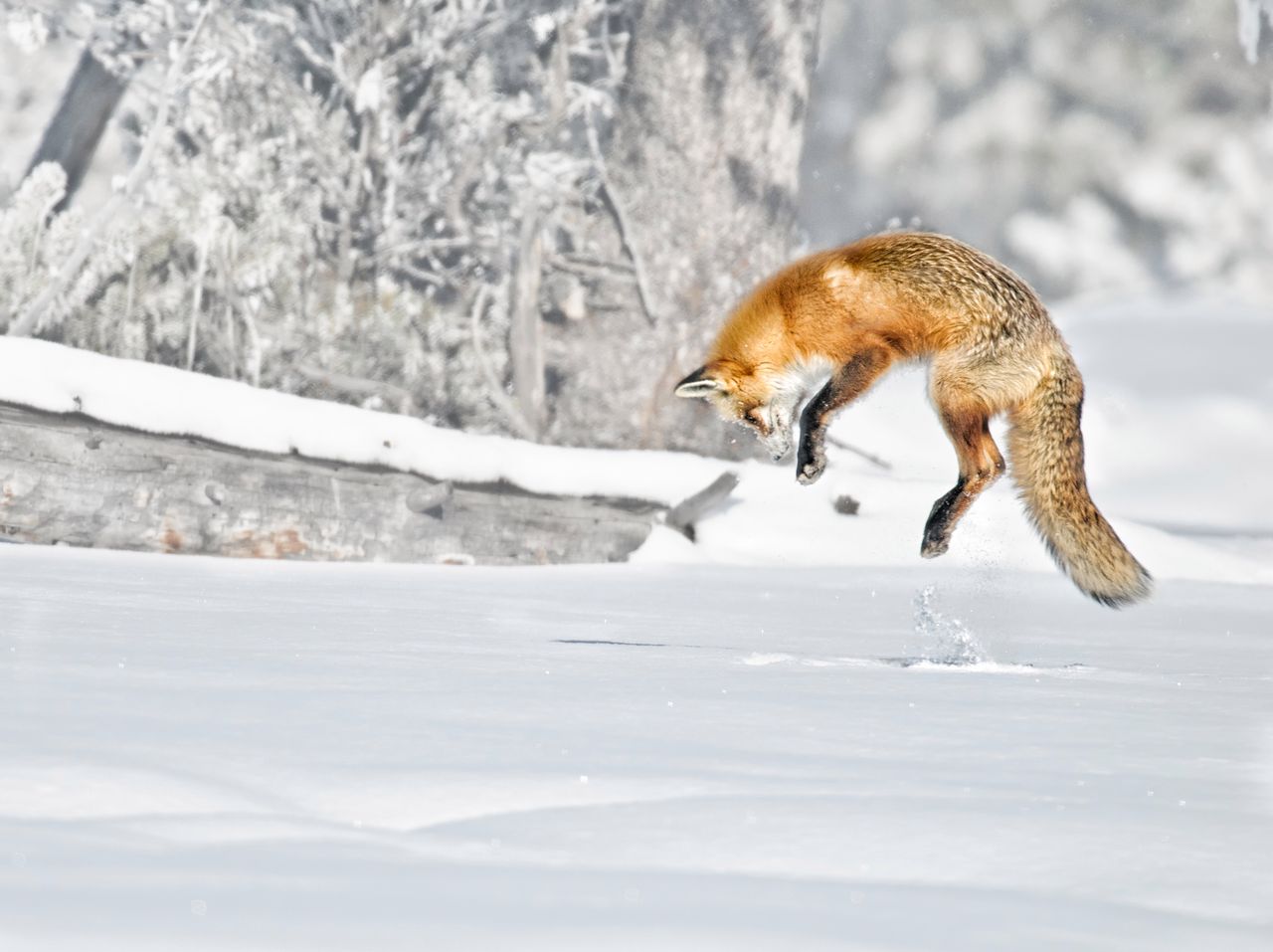 Lis, maskotka przeglądarki Firefox, z depositphotos.