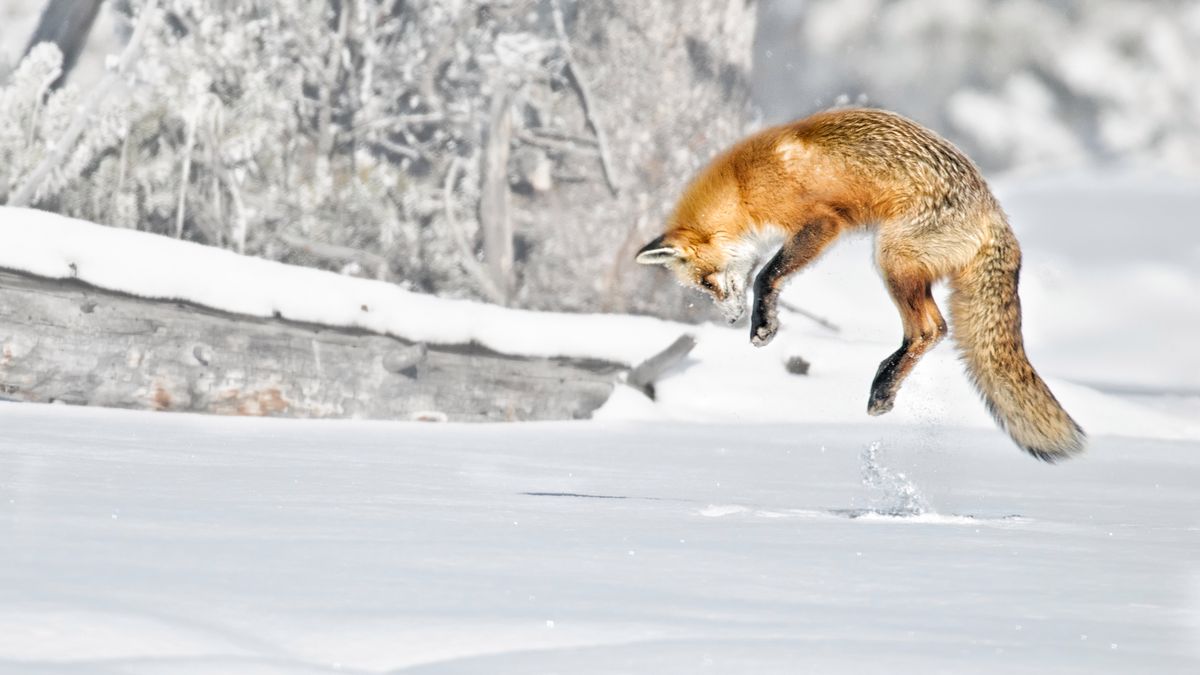 Lis, maskotka przeglądarki Firefox, z depositphotos.