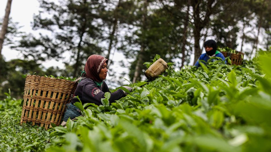 Kenijscy zbieracze herbaty skarżą brytyjską firmę. Praca ponad siły na plantacji herbaty zabrała im zdrowie  