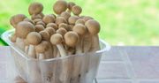 Grzybki shimeji