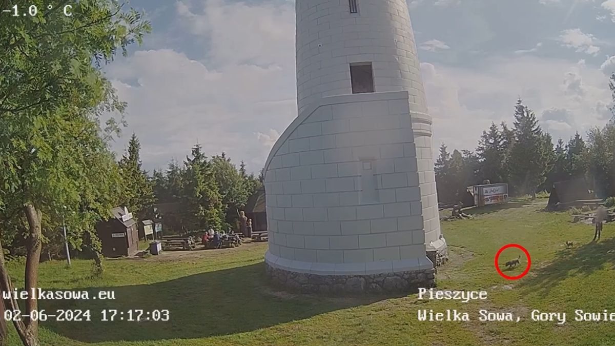 Pies runął z wieży widokowej. Jego życia nie udało się uratować.