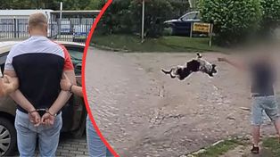 Rynica: Rzucił psem o bruk. Gracjan S. spędzi 10 miesięcy w więzieniu. "Złapałem tego psa, bo mnie w******ł. Rzuciłem nim, bo nie mogłem się oprzeć"