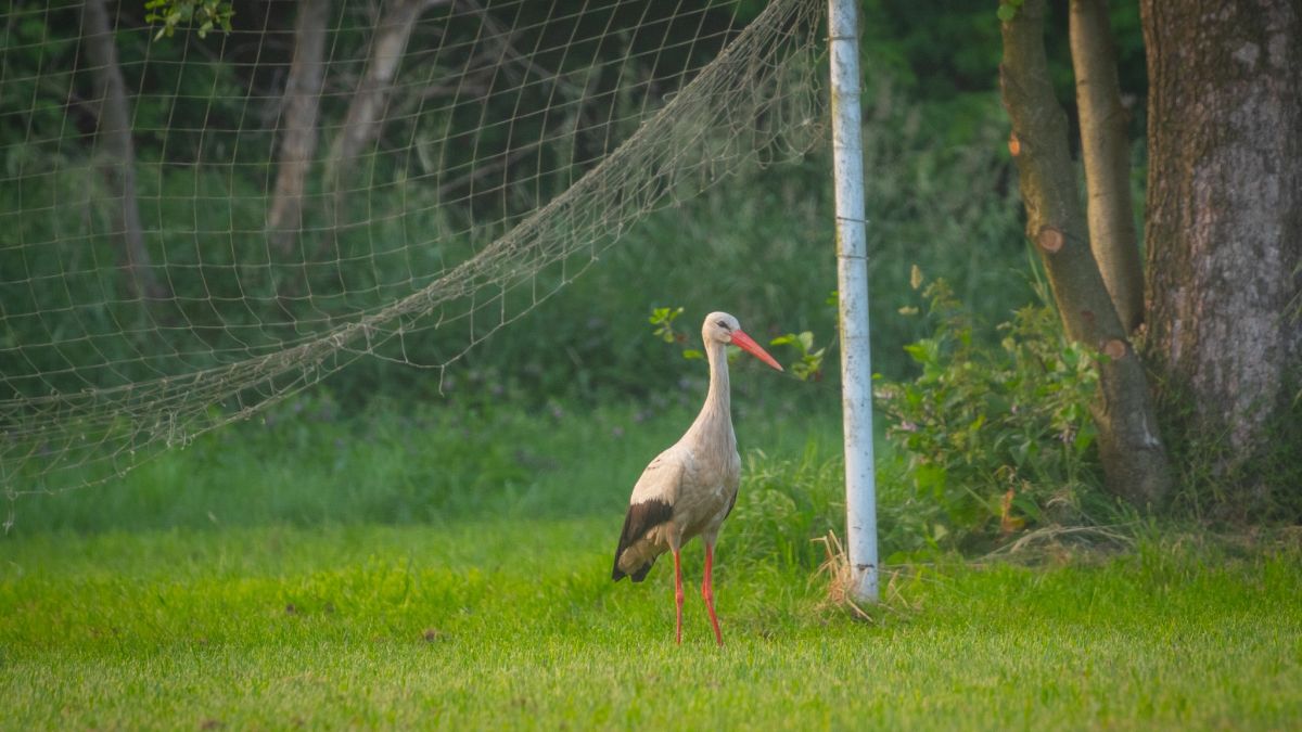 Bocian pozował na murawie