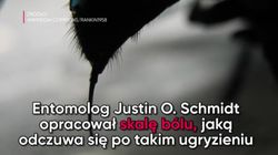 Który z owadów żądli najboleśniej? (WIDEO)