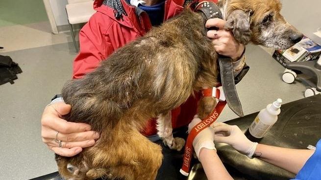 Kostrzyca. Dramatyczna historia. Pielęgniarka bez serca przez 16 lat głodziła psa