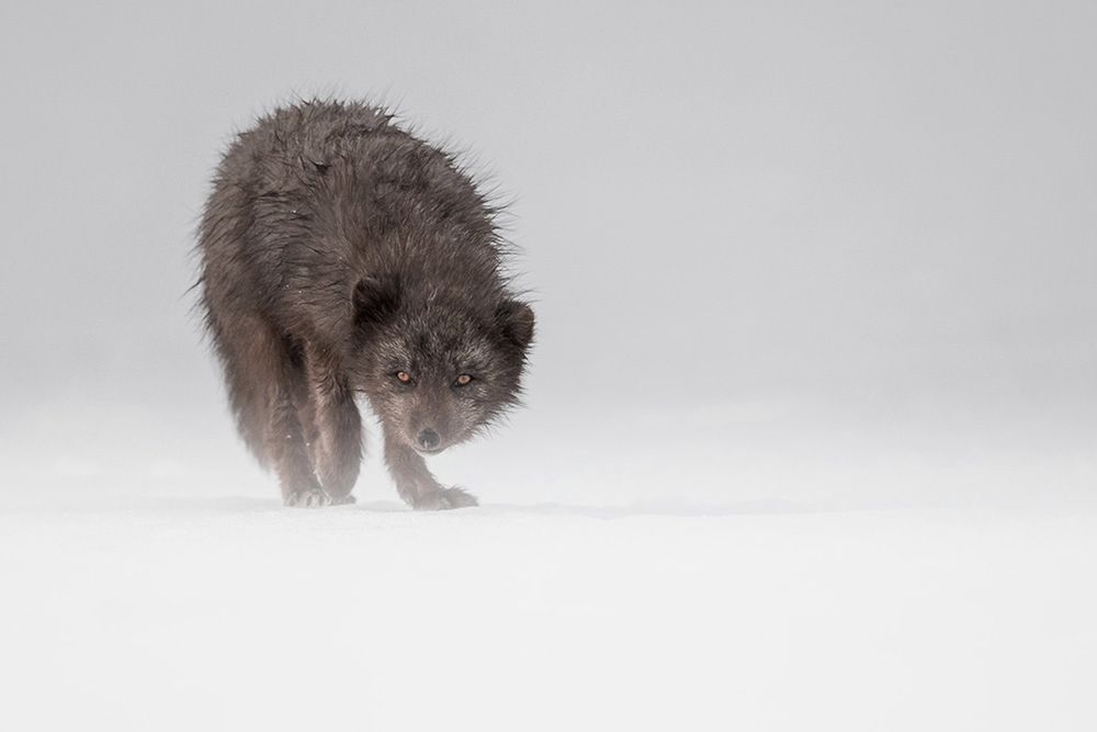 Środowisko, w którym przebywa twórca projektu wydaje się nie być sprzyjające ani dla niego, ani dla sprzętu, z którego korzysta, jednak jego Canon 1DX świetnie radzi sobie z najtrudniejszymi warunkami, dzięki czemu Josh uzyskuje świetne wyniki. Jego zdjęcia są bardzo bliskie i naturalne – widać, że nie wchodzi on w drogę zwierzętom, dzięki czemu zachowany jest realizm obserwowanych stworzeń.