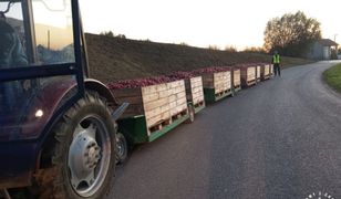 Bez uprawnień, bez poszanowania zasad. Rolniczka w rękach policji
