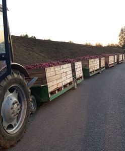 Bez uprawnień, bez poszanowania zasad. Rolniczka w rękach policji