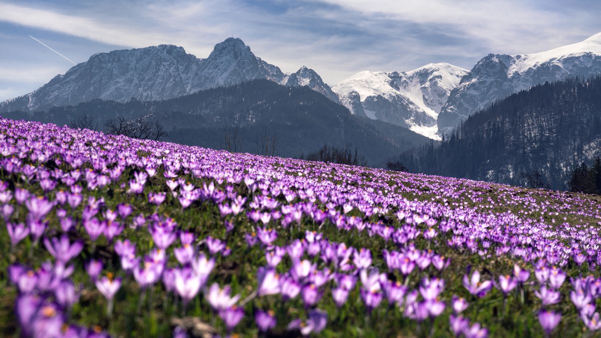 Polacy kochają wiosnę, szczególnie za budzącą się do życia przyr