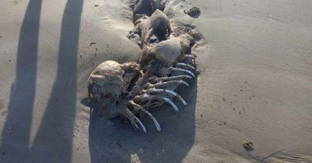 "Mityczne stworzenie". Przerażające odkrycie na plaży w Australii