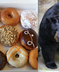 Słodki skok na Alasce. Niedźwiedzie obrabowały furgonetkę z pączkami