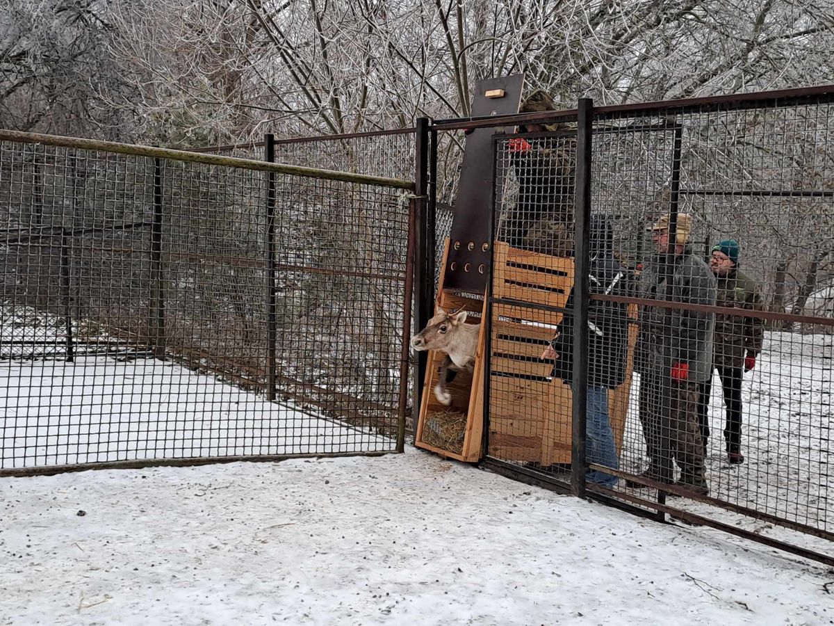 Pracownicy zoo w Płocku wprowadzili zwierzę na wybieg 