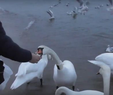 Sopot. Przez niewiedzę łabędzie chorują, a nawet umierają