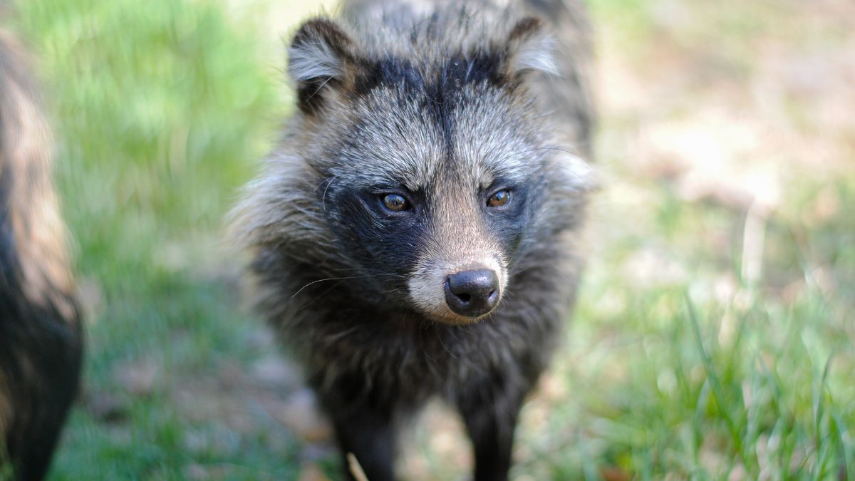 Bliskie spotkanie z Jenotem