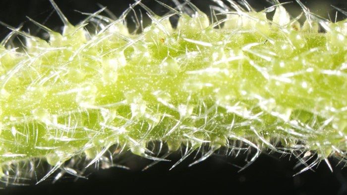 Kolce jadowe drzewa dendrocnide excelsa