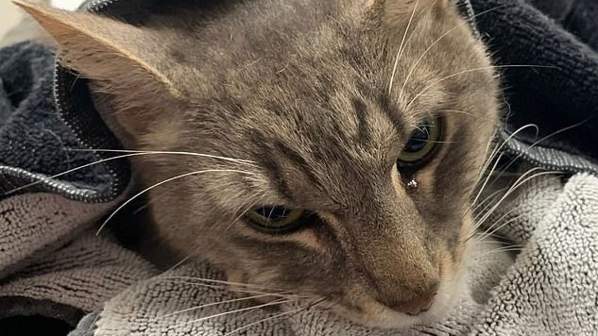 Kot Arthur nie przeżył starcia