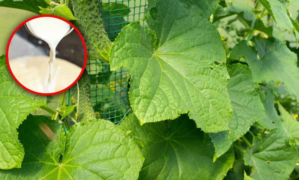 Wymieszaj z wodą i podlej ogórki. Obrodzą jak nigdy