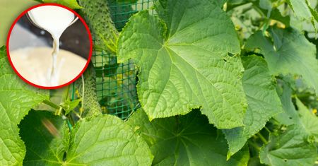 Wymieszaj z wodą i podlej ogórki. Obrodzą jak nigdy
