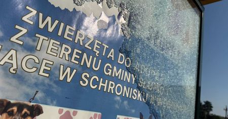 Wandale nie odpuszczają. Zbita szyba na przystanku w gminie Słupno