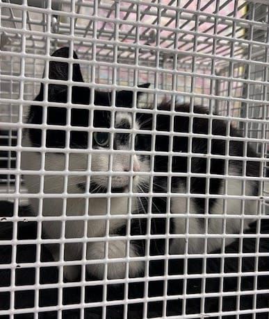 Kotkę przewieziono do schroniska