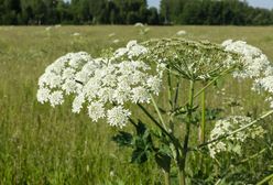 Możesz je spotkać wszędzie. Pożałujesz, jeśli dotkniesz