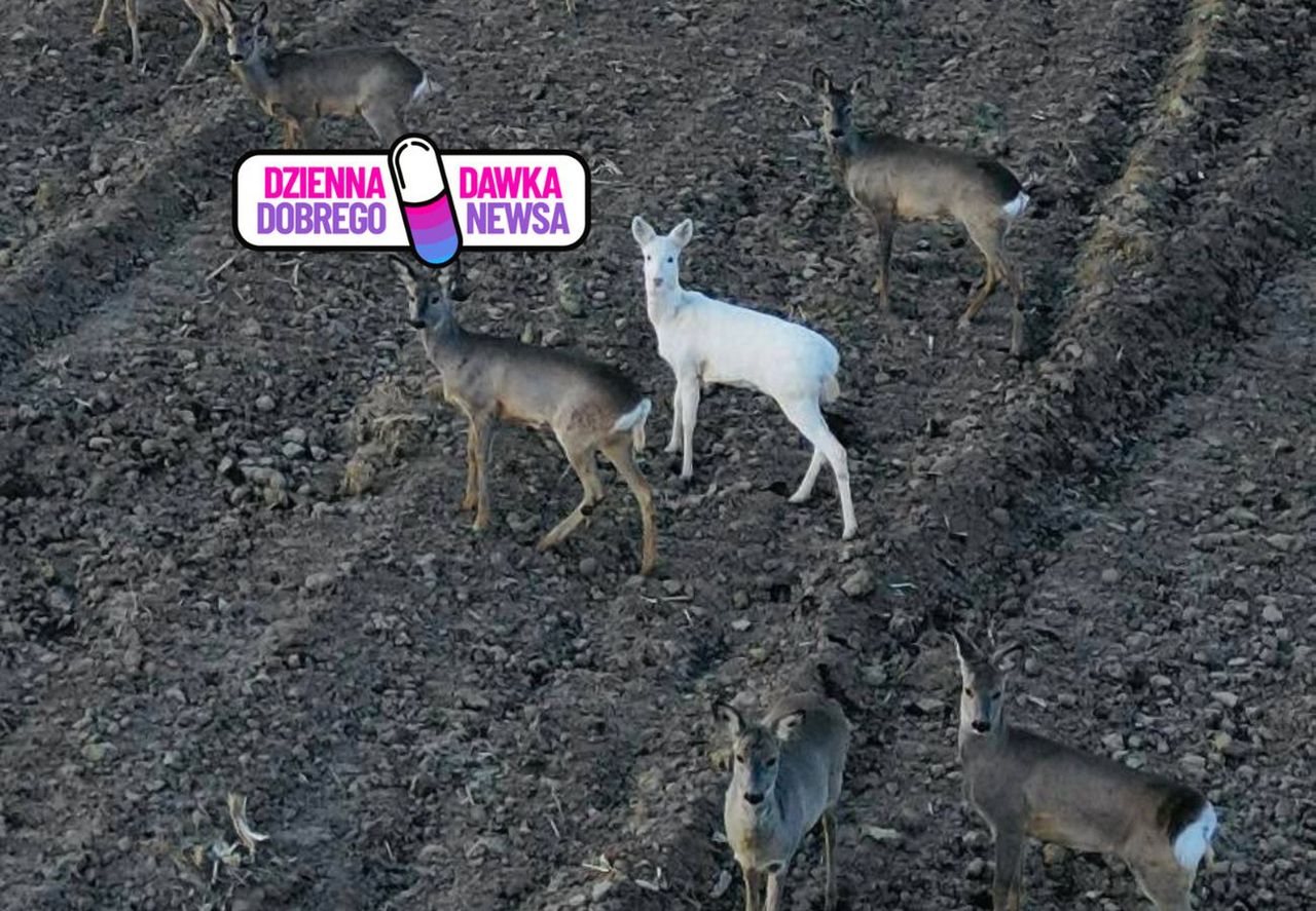 To ewenement. Zauważył ją na polu. Zerknęła prosto w obiektyw