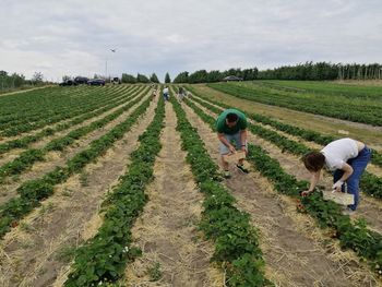Rolniczka zaprasza na samozbiory truskawek. Oto cena