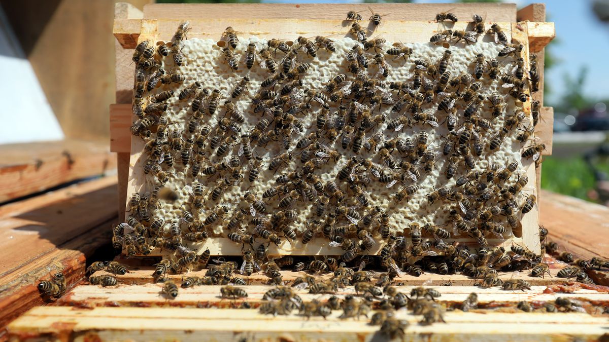 Polska Izba Miodu: powódź zniszczyła ponad 100 tys. rodzin pszcz