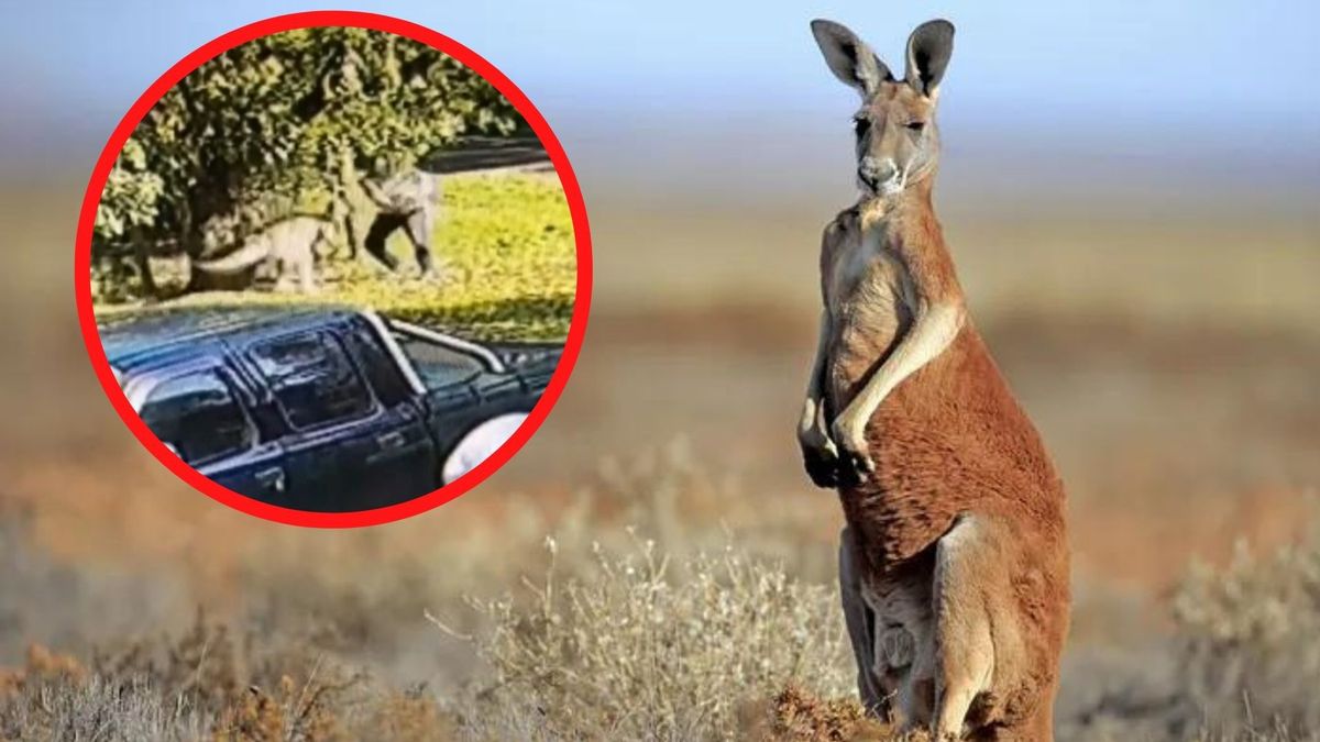 Australia. Nasilają się ataki dzikich kangurów na ludzi. Fot. TikTok/@azlotts