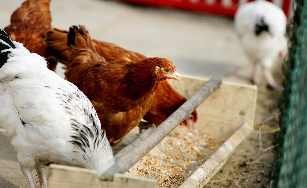 Blisko 1,5 mln kur niosek do utylizacji. Ptasia grypa wciąż zbiera żniwa